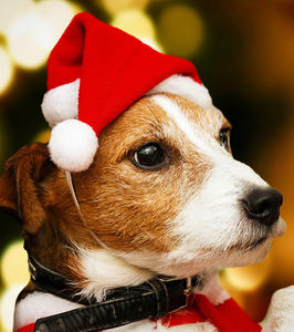 Ensemble promotionnel chapeau et écharpe de Noël, fournitures de décoration <span class=keywords><strong>pour</strong></span> fête de Noël, chapeau de Père Noël en peluche <span class=keywords><strong>pour</strong></span> chats et chiens, <span class=keywords><strong>bonnet</strong></span> de Noël <span class=keywords><strong>pour</strong></span> animaux de compagnie - Product Image 2
