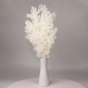 Venta al por mayor de fábrica: Aspargos <span class=keywords><strong>naturales</strong></span> Myrioeladus, plantas secas y preservadas, pino para decoración del hogar, arreglos florales, a granel. - Product Image 4