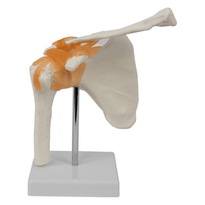Modèle fonctionnel de l'articulation de l'épaule ; Modèle pédagogique d'articulation humaine - Product Image 4