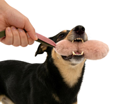 Laisse pour chien en nylon de haute qualité avec poignée flexible, design personnalisé et tendance pour chiens