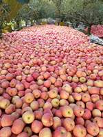 Fruits frais de qualité supérieure et à prix abordable, pommes rouges Fuji de l'usine chinoise