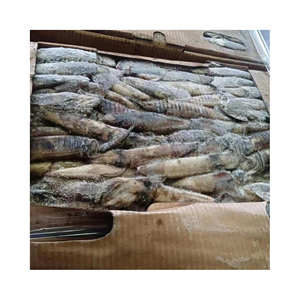 Buon prezzo su Calamari interi rotondi indiani (Calamari) - Product Image 1