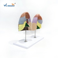 Modèle de segment pulmonaire humain en 2 parties, modèle d'enseignement de la structure anatomique pulmonaire
