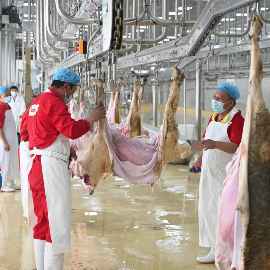 Équipement d'abreudage pour mouton et chèvre, équipement adapté au projet de volaille, vente en gros