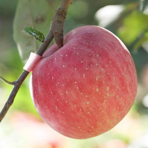 Factory Outlet Healthy Food Bulk Packaging Proceso de liofilización al vacío Pelar rebanadas Frutas y verduras Chips de manzana liofilizados - Product Image 5