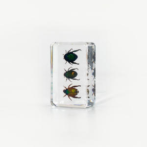 نموذج حشرة خنفساء الورد الخضراء بنجي SZ009، عينة حشرات محفوظة في الراتنج تبدو حقيقية، هدية حرفية للمجموعات - Product Image 4