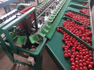 Cao phân loại tốc độ tự động tự động trọng lượng giá của Orange phân loại 10 lớp Kiwi rửa trái cây và bơ phân loại máy - Product Image 6