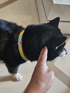 Chamomile Calming Collar for Dog &amp; <strong>cat</strong> - Product Image 5