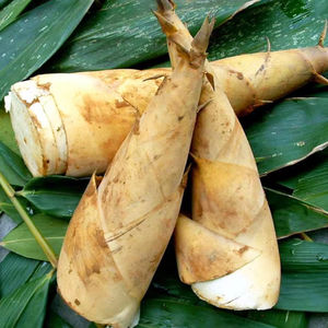 El <span class=keywords><strong>precio</strong></span> competitivo pieza entera fresca <span class=keywords><strong>de</strong></span> <span class=keywords><strong>brotes</strong></span> <span class=keywords><strong>de</strong></span> bambú <span class=keywords><strong>de</strong></span> invierno <span class=keywords><strong>de</strong></span> China para la promoción del mercado <span class=keywords><strong>de</strong></span> Japón - Product Image 1