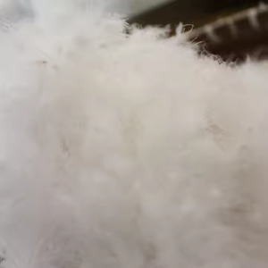 Plumes <span class=keywords><strong>de</strong></span> <span class=keywords><strong>canard</strong></span> blanches lavées en gros <span class=keywords><strong>d</strong></span>'usine et matière première <span class=keywords><strong>de</strong></span> duvet <span class=keywords><strong>de</strong></span> <span class=keywords><strong>canard</strong></span> gris <span class=keywords><strong>ou</strong></span> <span class=keywords><strong>de</strong></span> <span class=keywords><strong>plume</strong></span> <span class=keywords><strong>d</strong></span>'<span class=keywords><strong>oie</strong></span> - Product Image 5