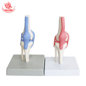 Modèle naturel de l'articulation du genou humain, démonstration pédagogique médicale, modèle articulaire et osseux pour la communication médecin-patient - Product Image 4