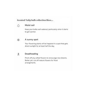 Collection <span class=keywords><strong>de</strong></span> bulbes <span class=keywords><strong>de</strong></span> tulipes parfumés à floraison printanière-Ballerine en fleurs <span class=keywords><strong>de</strong></span> pêcher Avant garde Empereur exotique pour <span class=keywords><strong>plantation</strong></span> <span class=keywords><strong>de</strong></span> jardin - Product Image 4