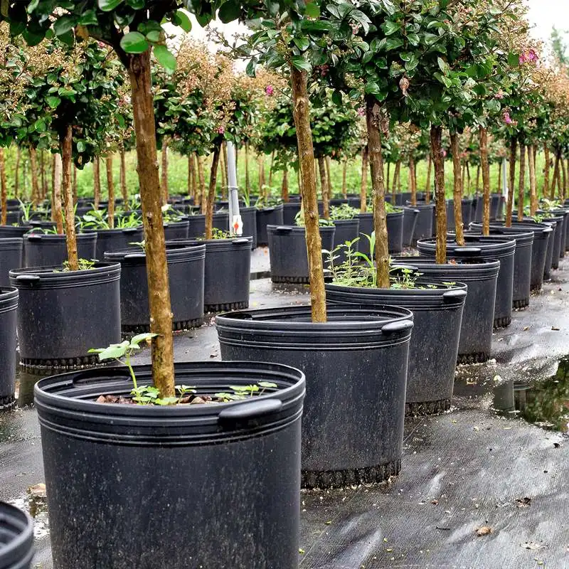 Wholesale Cheap Outdoor Recycled Pots Pour Plante En 1 2 3 4 5 6 7 10 15 Gallon Nursery Plastic Flower Pots For Ficus