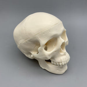 लघु खोपड़ी मॉडल; चिकित्सा शारीरिक खोपड़ी मॉडल; सफेद शारीरिक सिर हड्डी मॉडल - Product Image 2