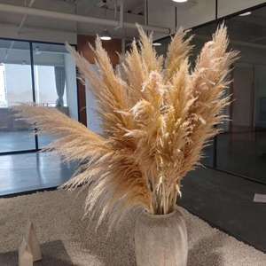 Grandes fleurs de pampa séchées naturelles et préservées, moelleuses et hautes, pour la décoration de mariage - Product Image 1
