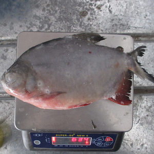 <span class=keywords><strong>Poisson</strong></span> <span class=keywords><strong>Pacu</strong></span> rouge congelé de bonne qualité de nouvelle saison - Product Image 1