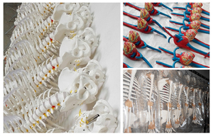 Hot bán PVC con người cuộc sống-kích thước khu vực giải phẫu tay Skeleton mô hình với dây chằng cơ bắp động mạch - Product Image 5