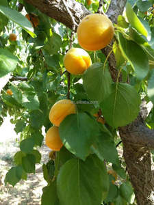 Abricot congelé IQF emballé en vrac <span class=keywords><strong>de</strong></span> qualité supérieure moitié d'abricot congelé aux fruits IQF - Product Image 6