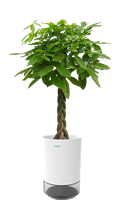 Mini purificateur d'air d'intérieur innovant, au design moderne, avec des tasses de croissance de plantes en forme de fleur de bureau créatives