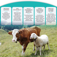 Prémélange liquide de nicotinamide à 99 % de pureté pour l'alimentation du bétail et de la volaille, complément alimentaire, additif alimentaire pour animaux, qualité énergétique