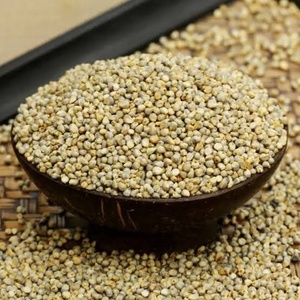 Millet perlé (Bajra) pour la consommation humaine, approvisionnement en gros, achat direct d'usine - Product Image 4