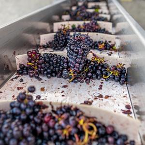Sistema de elaboración de vino de 2000L, fermentador de vino, tanque de fermentación para vino tinto y vino blanco. - Product Image 4