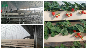 Système de culture vertical hydroponique écologique pour serre PVC NFT creux gouttière/canal pour <span class=keywords><strong>fraise</strong></span> - Product Image 5