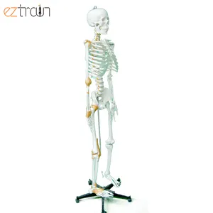 Full Size Human Skeleton Model 170cm with Ligaments and Nerves, Anatomical Skeleton for Medical Students