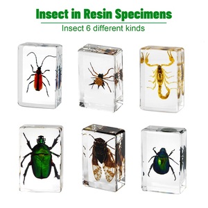 Ensemble de spécimens d'insectes réels en résine personnalisés, collection de insectes en acrylique transparent faite <span class=keywords><strong>à</strong></span> la main, bloc d'entomologie, éducation scientifique, décoration de bureau, cadeau - Product Image 3