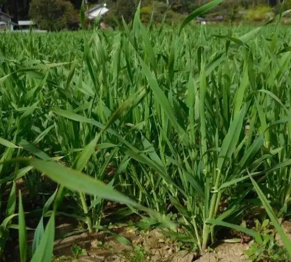 Japonês de Alta Qualidade de Matérias-primas Em Pó da Grama de Cevada Feita no Japão Para A Saúde Alimentos Para Fornecer a Fibra Dietética