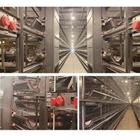 Cage à poulets automatique, équipement d'élevage avicole, poulailler, cages automatiques pour poules pondeuses, fournisseur d'élevage avicole