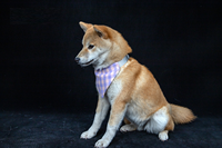 Accessoires pour animaux de compagnie : Bandana triangulaire vierge pour sublimation, en coton doux, personnalisable, avec nœud papillon pour chien