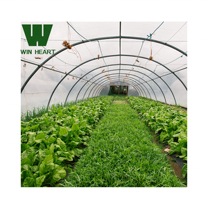 Matériau PE de grandes serres à tunnel agricole à double couche pour une culture optimale des tomates - Product Image 5