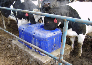 Équipement d'élevage laitier pour l'abreuvement des vaches, respectueux de l'environnement, longue durée de vie, <span class=keywords><strong>abreuvoir</strong></span> pour bétail, moutons - Product Image 2