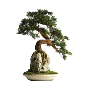 Haute Simulation Chinois Zen Intérieur Modèle Chambre <span class=keywords><strong>Suspension</strong></span> Ornements Bienvenue Pin Thuja Plante Verte Intérieur <span class=keywords><strong>Suspension</strong></span> En Plastique - Product Image 5