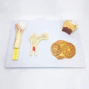 Ciencia y tecnología médica modelo de estructura ósea humana hueso esponjoso denso cartílago perióstico recursos de enseñanza - Product Image 3