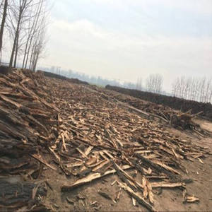 Polvo de olmo resbaladizo Natural de alta calidad certificado GMP, extracto de hierbas de grado alimenticio, Ulmus Pumila, corteza líquida, tambor certificado Halal - Product Image 4