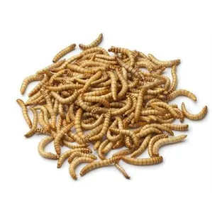 Gusano de mealworm en lata domesticado natural de alta proteína