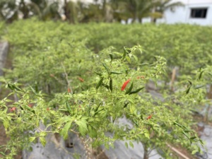 พริกสดแดงเวียดนามขายส่ง | พริกไทยร้อนออร์แกนิกส่งออกคุณภาพพรีเมี่ยม - Product Image 3