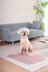 <span class=keywords><strong>Collar</strong></span> de recuperación isabelino de fábrica para mascotas <span class=keywords><strong>Collar</strong></span> protector para perros y gatos - Product Image 5