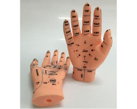Modelo de Mano de 15 cm para Acupuntura, Masaje, Zona de Reflexología, Aprendizaje de Medicina China, Enseñanza
