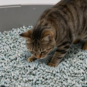 Litière pour chat biodégradable DongnaiPETS, écologique, en papier, 3 kg, forme de bande légèrement inflammable, à base d'amidon, de soja et de maïs, pour chats - Product Image 6