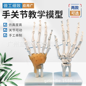 แบบจำลองข้อต่อมือ; แบบจำลองกระดูกอัลน่าและกระดูกรัศมีของมือ; โครงกระดูกมนุษย์; แบบจำลองโครงกระดูกมือมนุษย์ - Product Image 2