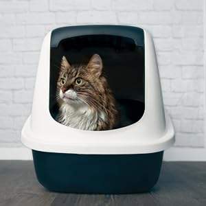 <span class=keywords><strong>Arena</strong></span> para Gatos Pura para Gatos Sensibles, Mezcla de <span class=keywords><strong>Arena</strong></span> y Concha, No Pegajosa, Bajo Olor, Casi Libre de Polvo, Desodorante, 1.25 kg - Product Image 5