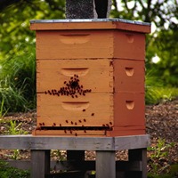 Neuer ZHILI BEE 10-Rahmen Teleskop-Holz-Bienenstockdeckel für Metall-Bienenstock-Teile-Set mit 1 Jahr Garantie