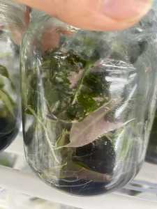 Alocasia Polly Rosa Variegada Rara, Cultivo <span class=keywords><strong>de</strong></span> Tejido, <span class=keywords><strong>Plantas</strong></span> TC al por Mayor para Negocios <span class=keywords><strong>de</strong></span> <span class=keywords><strong>Plantas</strong></span> <span class=keywords><strong>de</strong></span> <span class=keywords><strong>Interior</strong></span>, 3-6 cm - Product Image 2