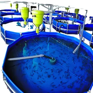 Vente directe en usine Tilapia poissons d'intérieur agriculture recirculation système d'aquaculture ras