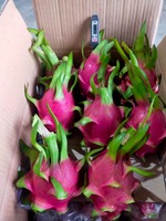 Verse Dragon Fruit (Kwaliteit A) Vers fruit uit Ninh Thuan, Vietnam (60 dagen houdbaarheid)