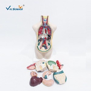 11 modèles anatomiques séparés du demi-corps d'adolescents, illustrant la structure des organes humains ; spécimens de démonstration pour la salle de classe. - Product Image 4