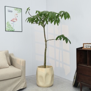 <span class=keywords><strong>Pot</strong></span> <span class=keywords><strong>de</strong></span> fleurs créatif <span class=keywords><strong>de</strong></span> style nordique irrégulier, grand format pour salon, intérieur, pour Alocasia, Black King, Rubber Tree YX110 - Product Image 5
